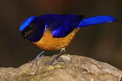 Rufous-bellied Niltava