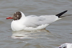 Brown headed Gull