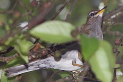 Grey-sided Thrush