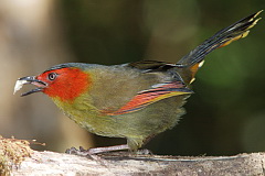 Scarlet-faced Liocichla