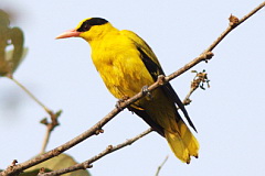 Black-naped Oriole