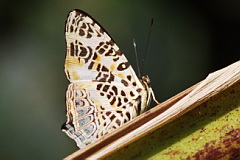 Himalayan Jester