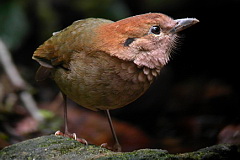 Rusty-naped Pitta