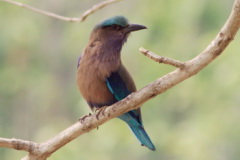 Indian Roller