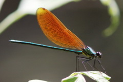 unidentified damselfly