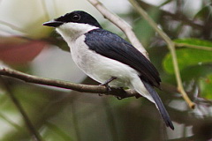 Black-winged Flycatcher-shrike