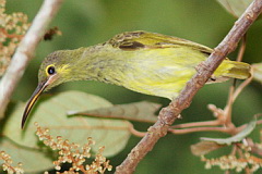 Yellow-eared Spiderhunter