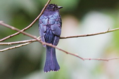 Square-tailed Drongo Cuckoo