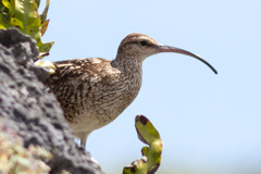 Bristle-thighed Curlew