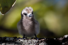 Common White Tern