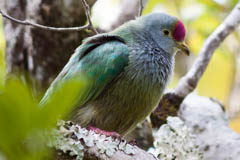 Henderson Fruit Dove