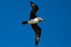 Kermadec Petrel