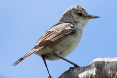 Henderson Reed Warbler