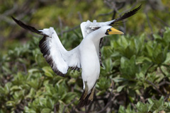 Masked Booby