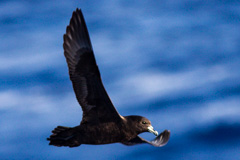 Parkinson's Petrel