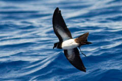 Polynesian Storm Petrel