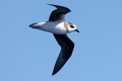 Soft-plumaged Petrel