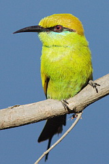 Asian Green Bee-eater