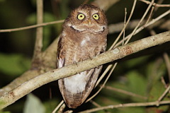 Mountain Scops Owl