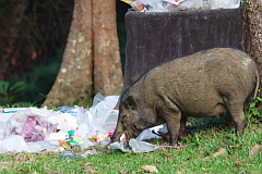 Wild boar on campsite