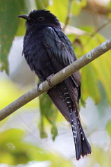 Square-tailed Drongo-Cuckoo