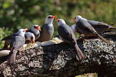 White-headed Bulbul