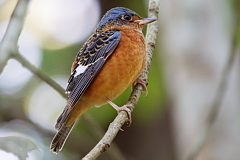 White-throated Rock Thrush