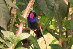 Garnet-throated Hummingbird