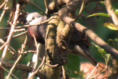 Maroon-chested Ground Dove