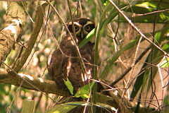 Spectacled Owl