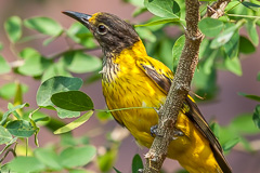 Black-hooded Oriole