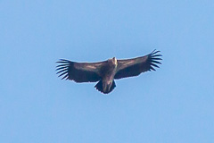 Himalayan Vulture