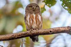 Asian Barred Owlet