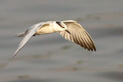 Whiskered Tern