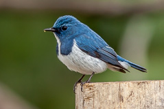 Ultramarine Flycatcher