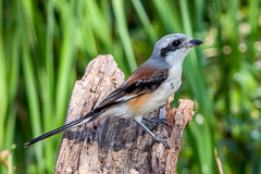 Bay-backed Shrike