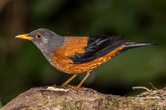 Chestnut Thrush