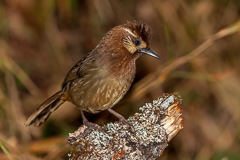 White-browed Laughingthrush