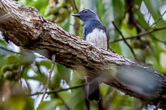 Blue-and-white Flycatcher