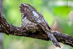 Hodgson's Frogmouth