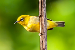 Indian White-eye