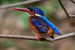 Blue-eared Kingfisher