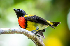 Scarlet-breasted Flowerpecker