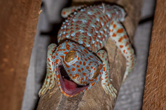 Tokay Gecko