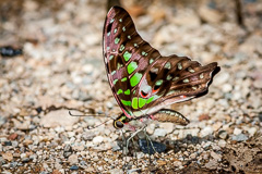 Tailed Jay