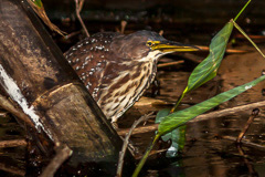 Von Schrenck's Bittern