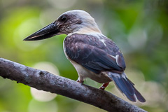 Great-billed Kingfisher