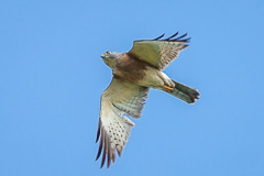 Chinese Sparrowhawk