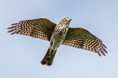 Japanese Sparrowhawk