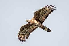 Oriental Honey Buzzard